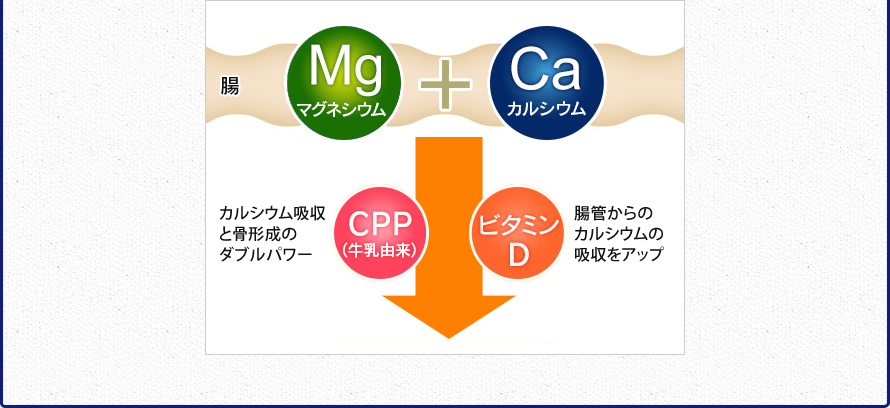 腸　Caカルシウム　+　Mgマグネシウム　CPP（牛乳由来）がカルシウムの吸収と骨形成のダブルパワー　ビタミンDが腸管からのカルシウムの吸収をアップ