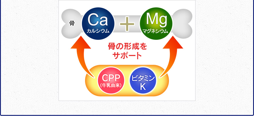 骨　Caカルシウム　+　Mgマグネシウム　骨の形成をサポート　CPP（牛乳由来）　ビタミンK