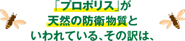 「プロポリス」が天然の防衛物質といわれている、その訳は、
