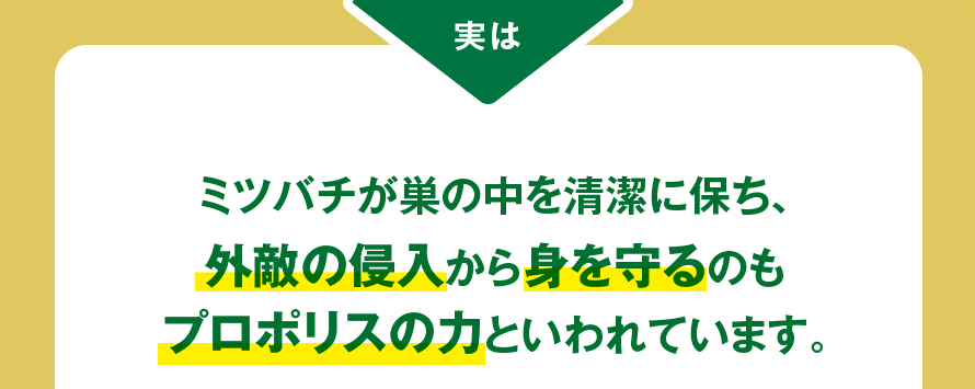 実は、ミツバチが巣の中を清潔に保ち、外敵の侵入から身を守るのもプロポリスの力といわれています。