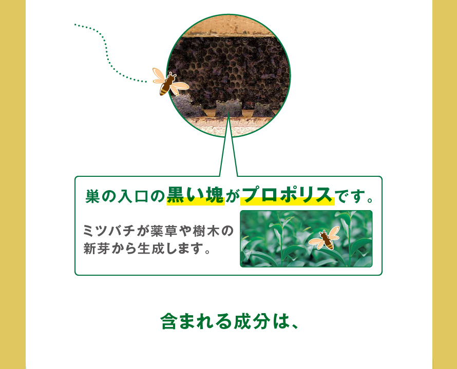 巣の入口の黒い塊がプロポリスです。ミツバチが薬草や樹木の新芽から生成します。含まれる成分は、