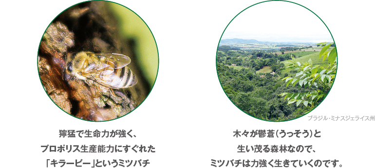 獰猛で生命力が強く、プロポリス生産能力にすぐれた「キラービー」というミツバチ　［ブラジル・ミナスジェライス州］木々が鬱蒼（うっそう）と生い茂る森林なので、ミツバチは力強く生きていくのです。