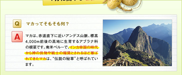 Ｑ：マカってそもそも何？　Ａ：マカは、赤道直下に近いアンデス山脈、標高4,000ｍ前後の高地に生育するアブラナ科の根菜です。南米ペルーで、インカ帝国の時代から神の供物や戦士の報奨とされるほど尊ばれてきたマカは、&ldquo;伝説の秘草&rdquo;と呼ばれています。