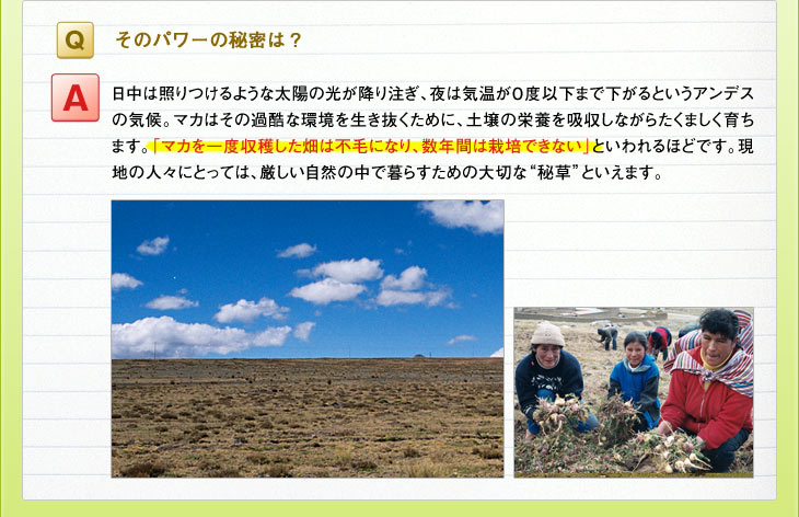 Ｑ：そのパワーの秘密は？　Ａ：日中は照りつけるような太陽の光が降り注ぎ、夜は気温が0度以下まで下がるというアンデスの気候。マカはその過酷な環境を生き抜くために、土壌の栄養を吸収しながらたくましく育ちます。「マカを一度収穫した畑は不毛になり、数年間は栽培できない」といわれるほどです。現地の人々にとっては、厳しい自然の中で暮らすための大切な&ldquo;秘草&rdquo;といえます。