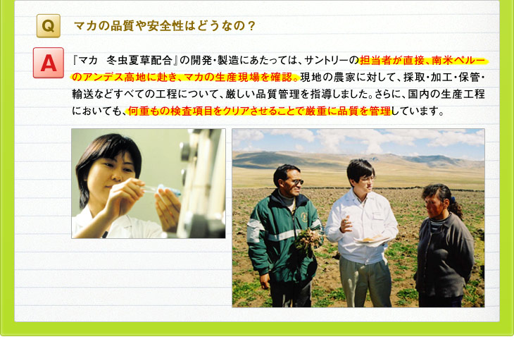 Ｑ：マカの品質や安全性はどうなの？　Ａ：『マカ 冬虫夏草配合』の開発・製造にあたっては、サントリーの担当者が直接、南米ペルーのアンデス高地に赴き、マカの生産現場を確認。現地の農家に対して、採取・加工・保管・輸送などすべての工程について、厳しい品質管理を指導しました。さらに、国内の生産工程においても、何重もの検査項目をクリアさせることで厳重に品質を管理しています。