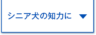 シニア犬の知力に